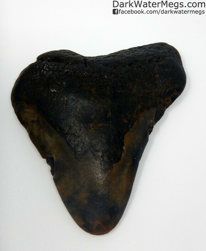 3.19" Worn megalodon tooth