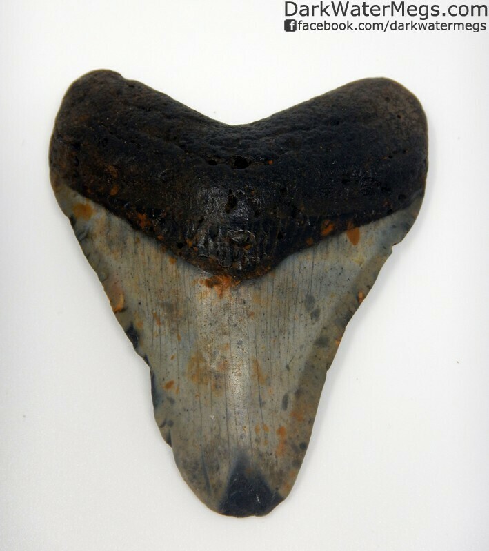 3.65" Compression fractured megalodon tooth