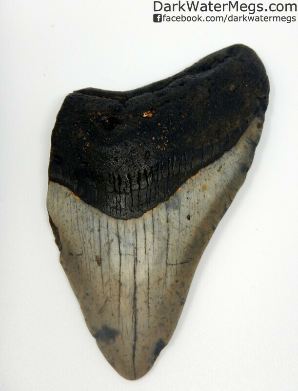 4.16" Bargain megalodon tooth