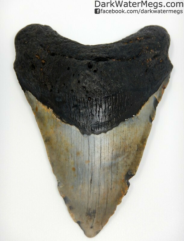 5.14" Black root grey blade megalodon tooth