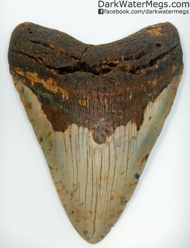 5.82" Giant orange megalodon tooth
