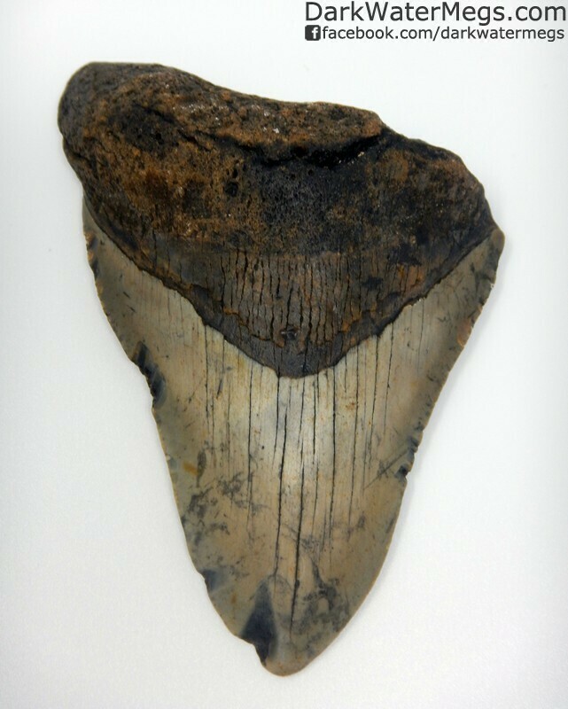 4.53" patterned blade megalodon tooth