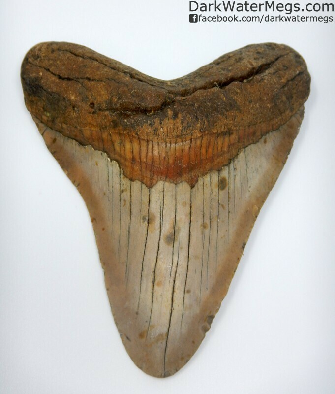 5.29" Beautiful orange bourlette megalodon tooth