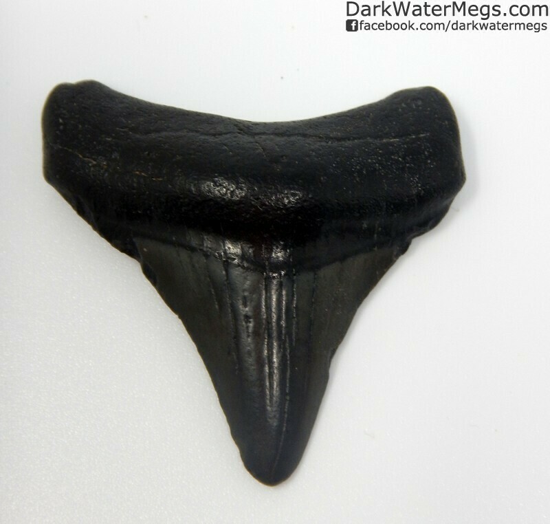 1.99" Shiny blade megalodon tooth