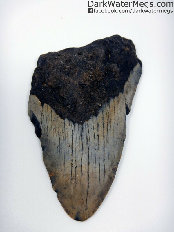 4.45&quot; Patterned Blade Megalodon Tooth