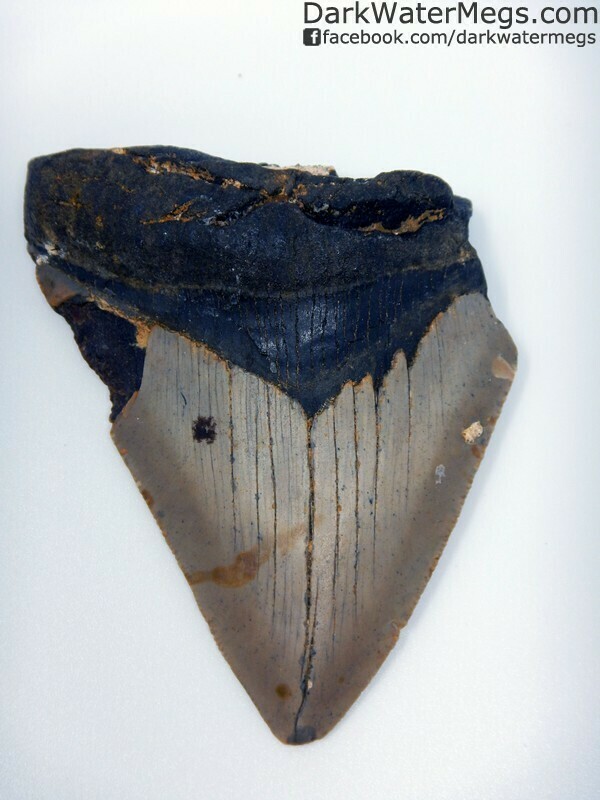 3.75" Wide Megalodon Tooth