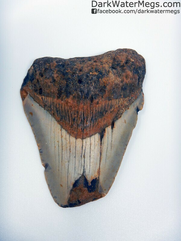 3.95" Compression Fractured Megalodon Tooth