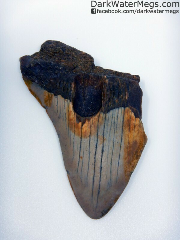 3.12" Bargain megalodon tooth.