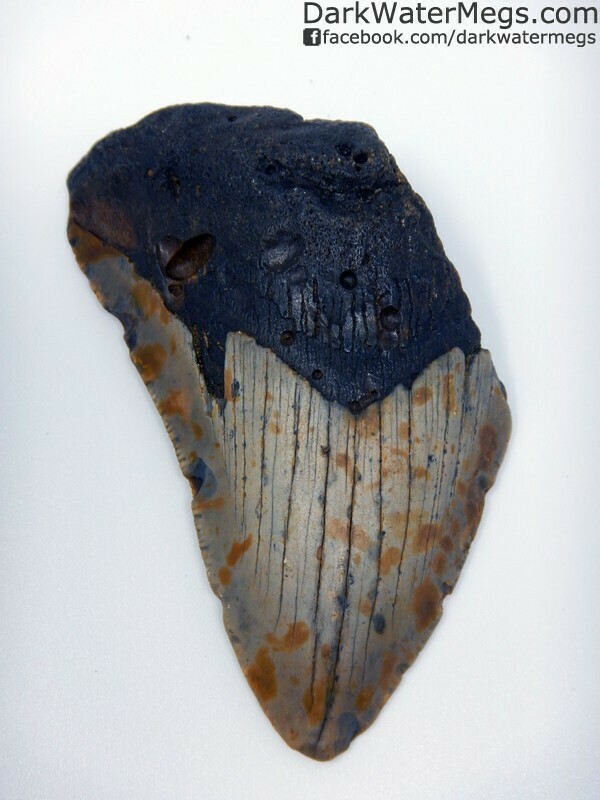 3.59" Discount Megalodon Tooth