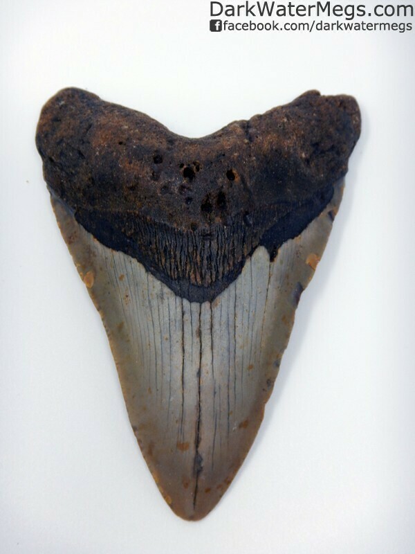 5.24" Large beautiful lower megalodon tooth