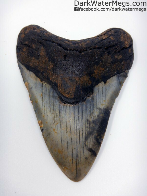4.97" Patterned Blade megalodon tooth
