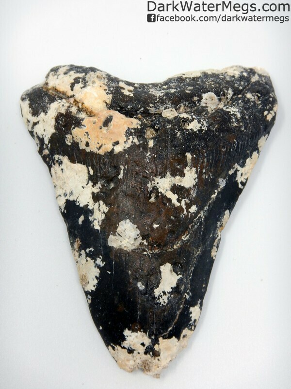 5.23" Uncleaned megalodon tooth