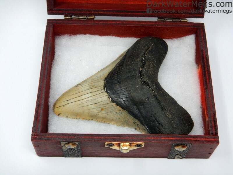 4.44" Beautiful megalodon in treasure chest