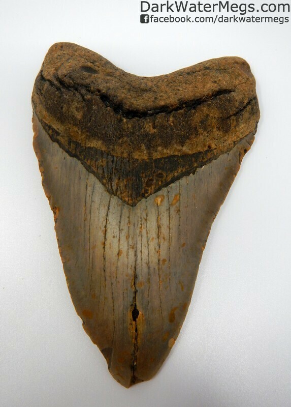 5.58" Very Large Megalodon Tooth
