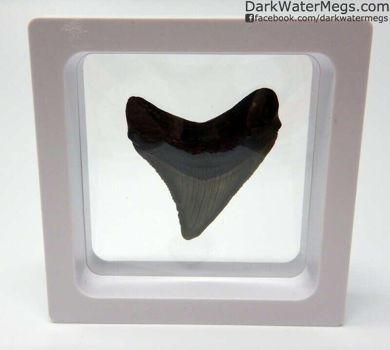 1.67" Small curved megalodon tooth