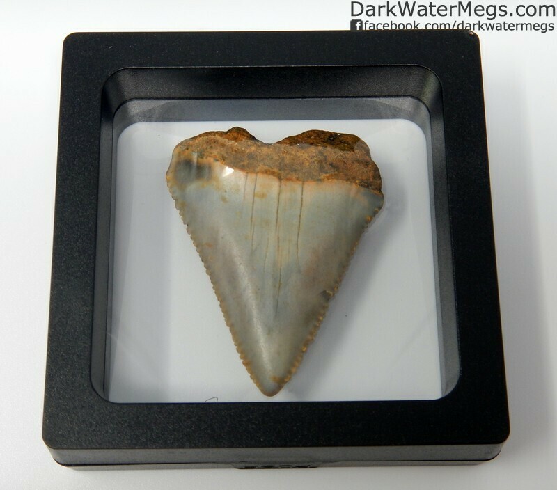 1.67" Very wide great white tooth fossil