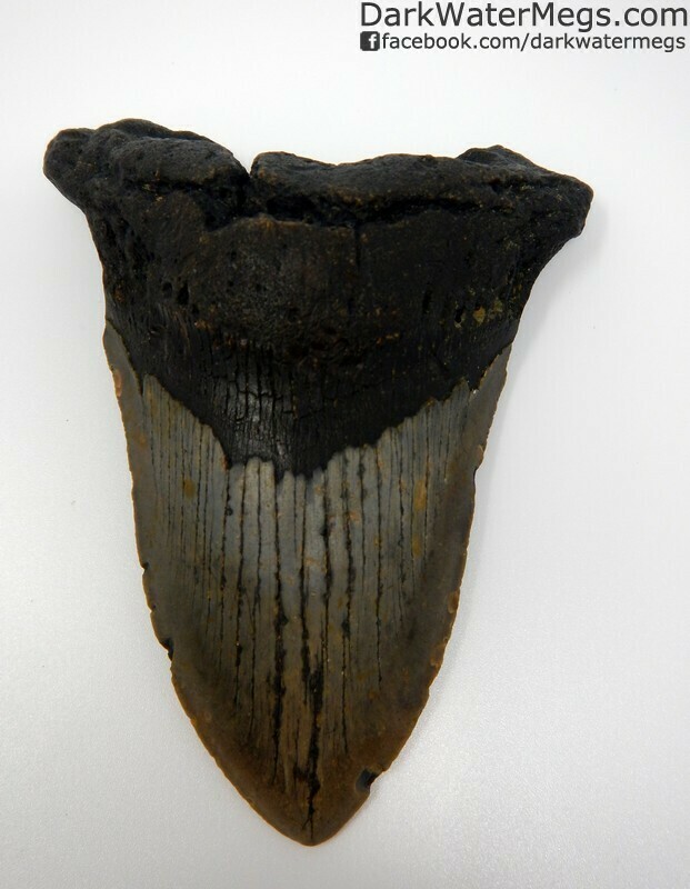 5.27&quot; Extremely narrow megalodon tooth