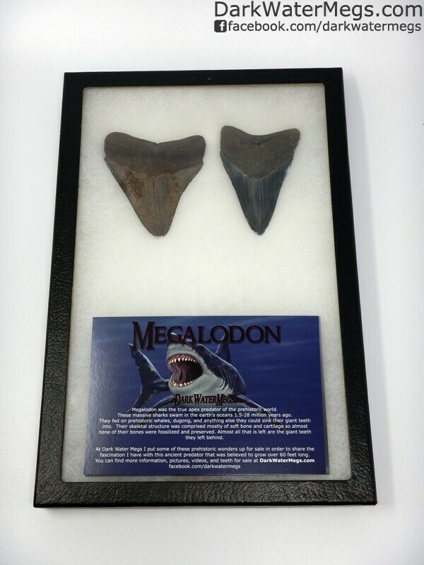 3.77" and 3.74" Serrated Megalodon Teeth in Case