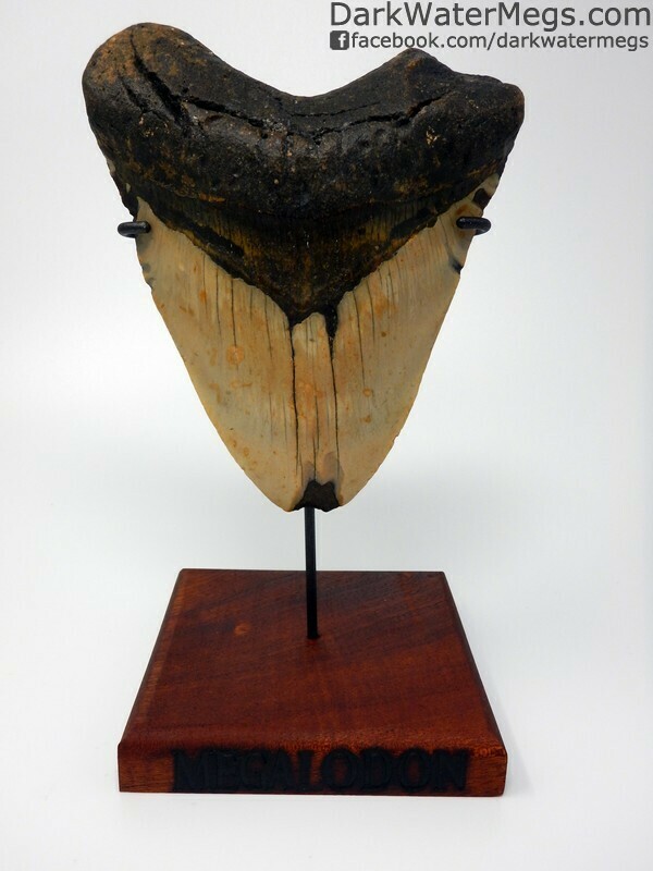 5.59" Massive and wide megalodon tooth with stand