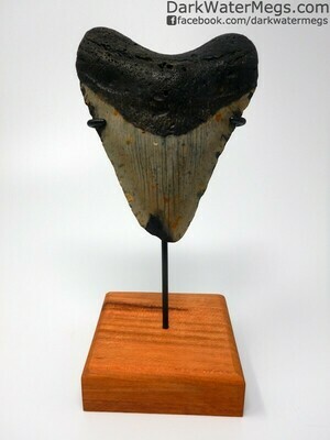 4.78" Very wide megalodon tooth with stand