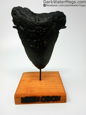 5.35" Bargain megalodon tooth with stand
