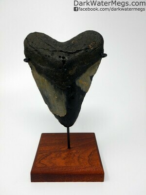 5.03" Large megalodon Tooth with stand
