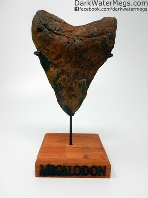 5.67" Large Orange and Black megalodon Tooth with stand