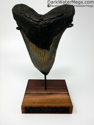 5.56" Large hooked megalodon Tooth with stand