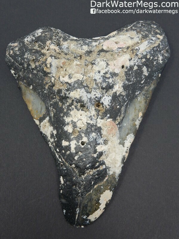 5.82" Uncleaned very large megalodon tooth