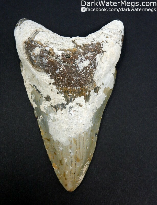 5.02" Uncleaned large lower megalodon tooth