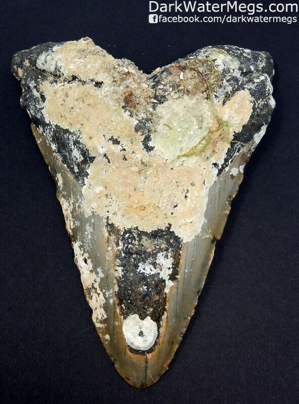 5.26" Uncleaned megalodon tooth