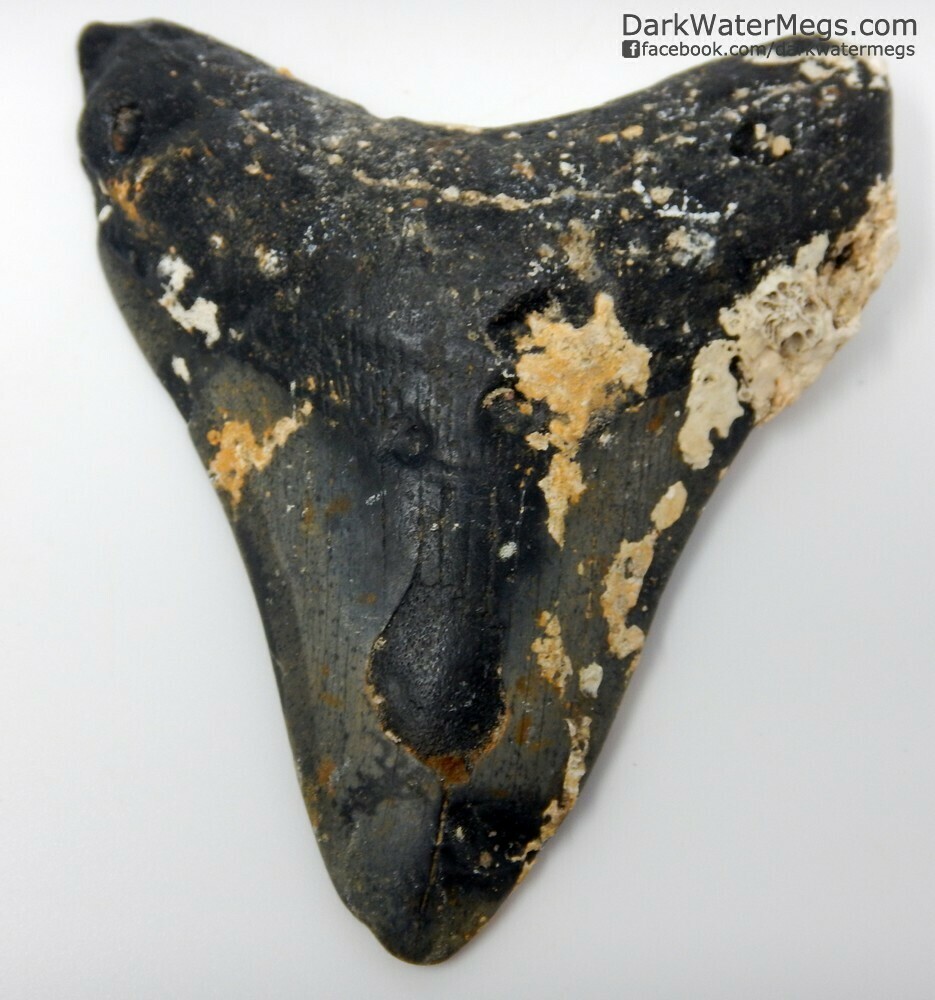 4.17" Dark Uncleaned Megalodon Tooth