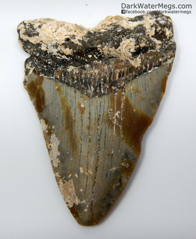 3.34" Uncleaned Megalodon Tooth