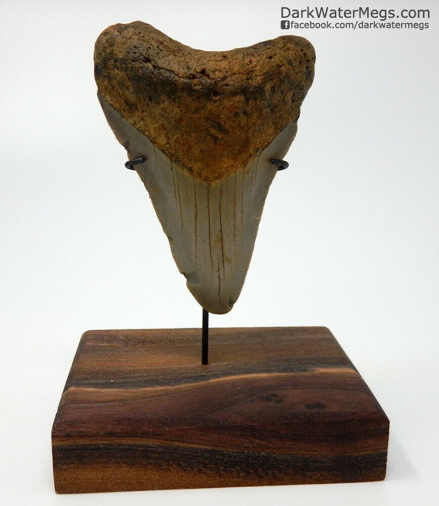 2.94" Orange megalodon tooth on Custom Stand