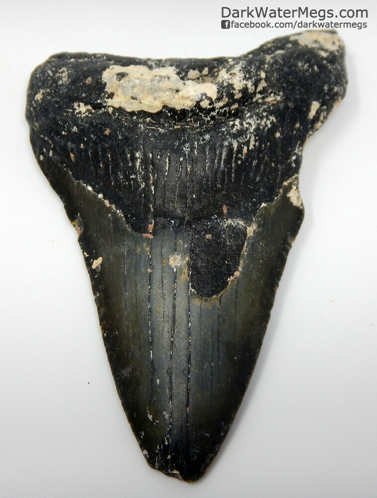 3.79" Uncleaned Narrow Megalodon Tooth