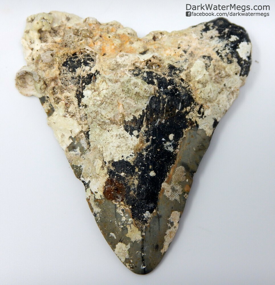 4.31" Dark Uncleaned Megalodon Tooth