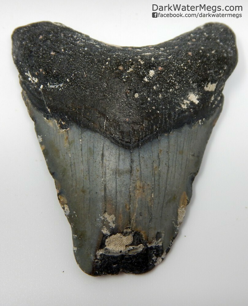 2.97" Uncleaned Compression Fractured Megalodon Tooth