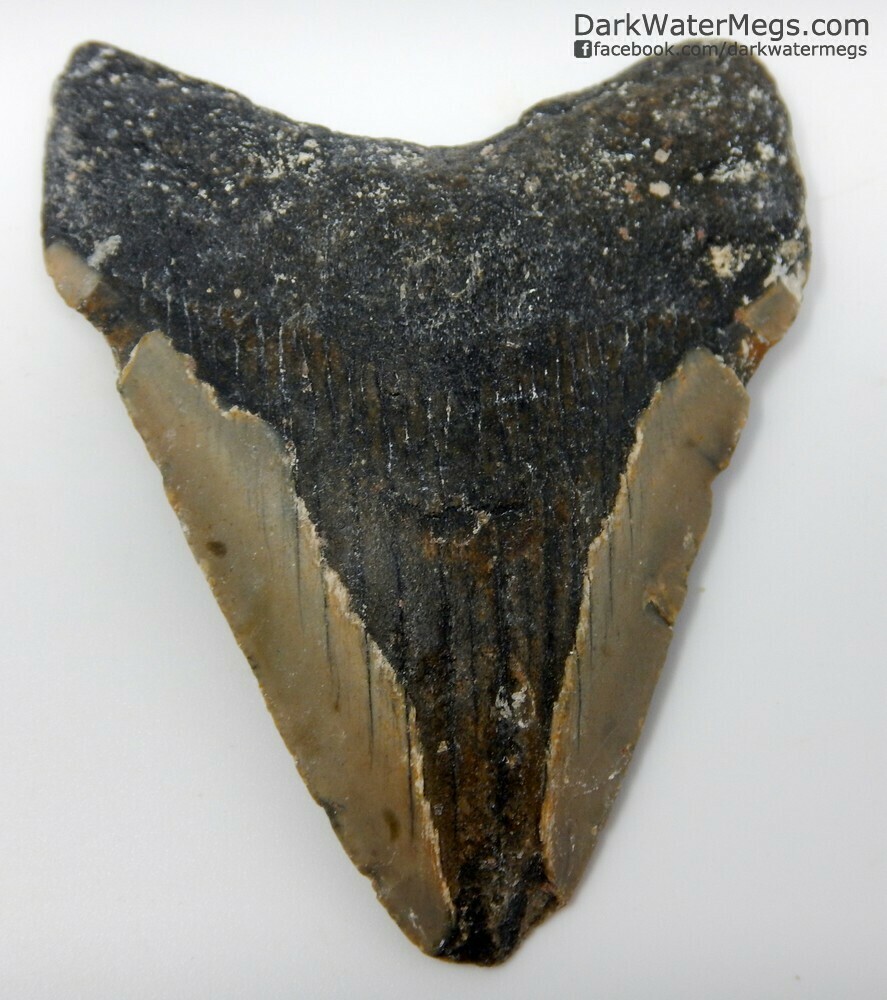 3.69" Uncleaned Megalodon Tooth