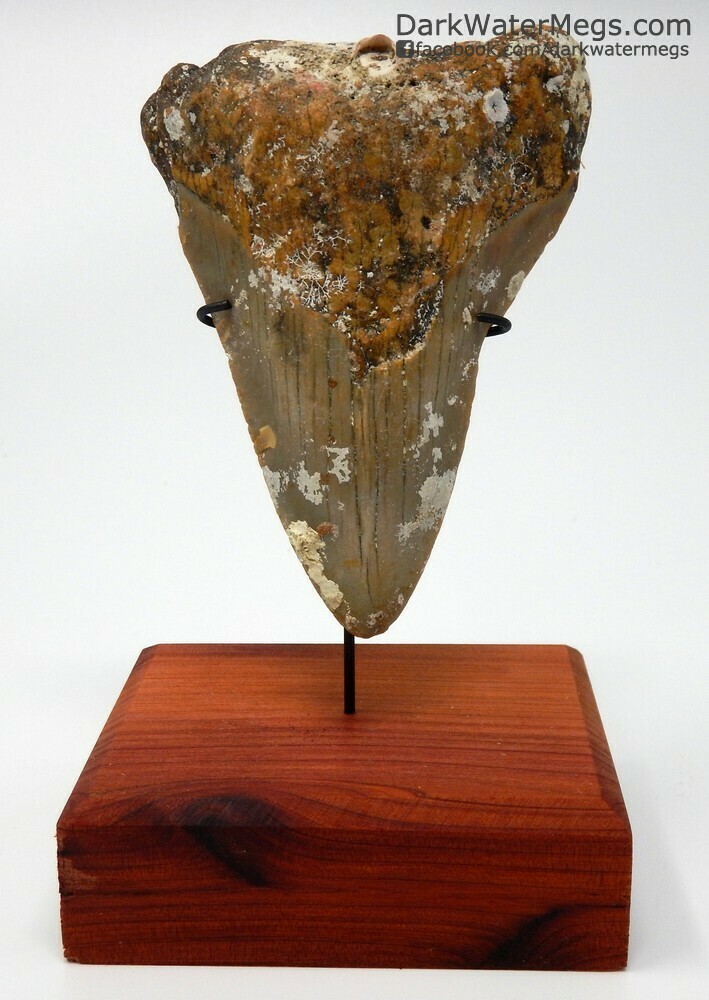 3.55" Uncleaned megalodon tooth on custom stand