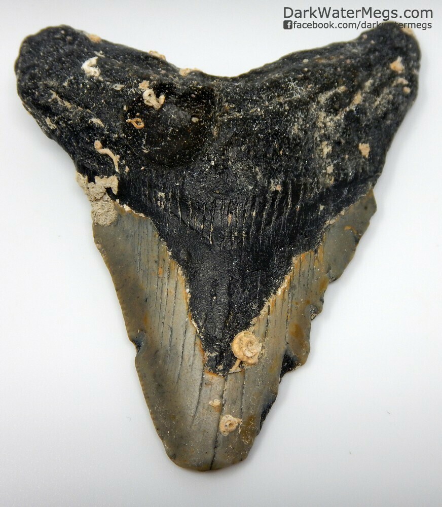 3.63" Uncleaned Megalodon Tooth