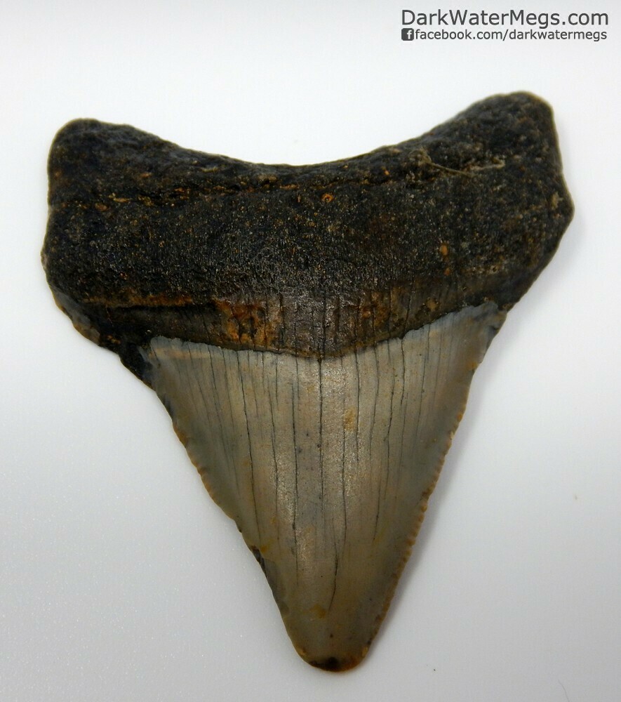 2.23" Dark Root Baby Megalodon Tooth