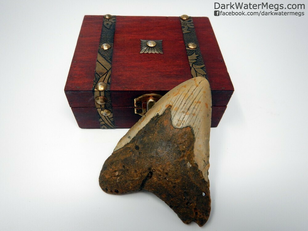 4.59" Gold and tan megalodon tooth in a treasure chest