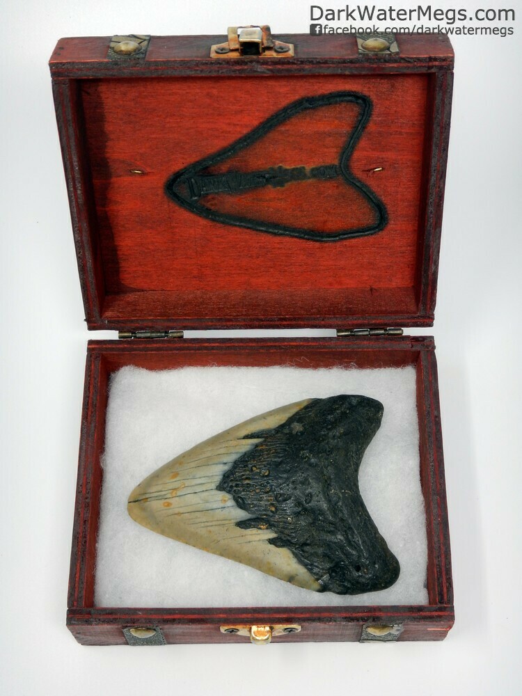 4.08" Black and tank megalodon tooth with box