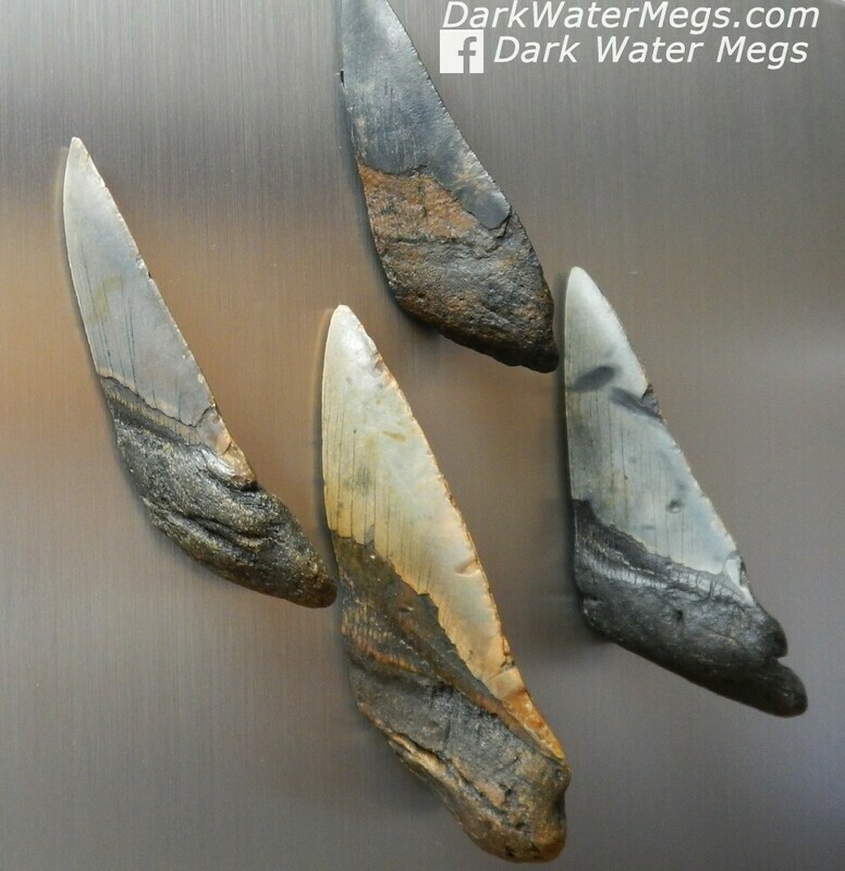 Megalodon Magnets - Refrigerator Etc