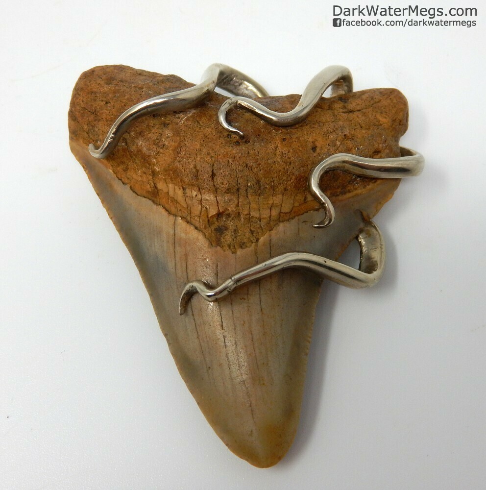 2.77" Fork Wrapped Megalodon Necklace