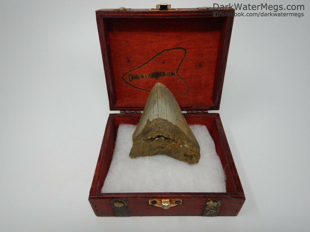 4.08" Gold and Tan megalodon in a treasure chest