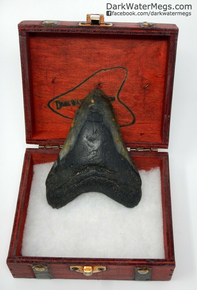 4.49" Black megalodon tooth in display box
