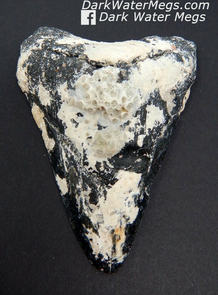4.18&quot; Dark Uncleaned Megalodon Tooth
