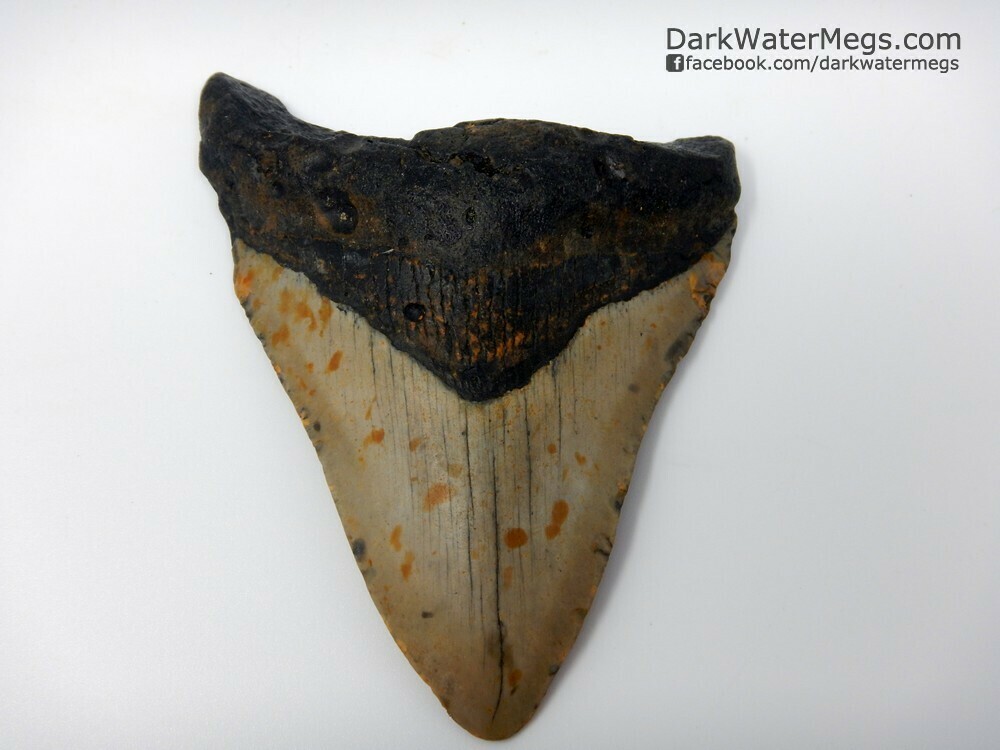 4.26" megalodon tooth