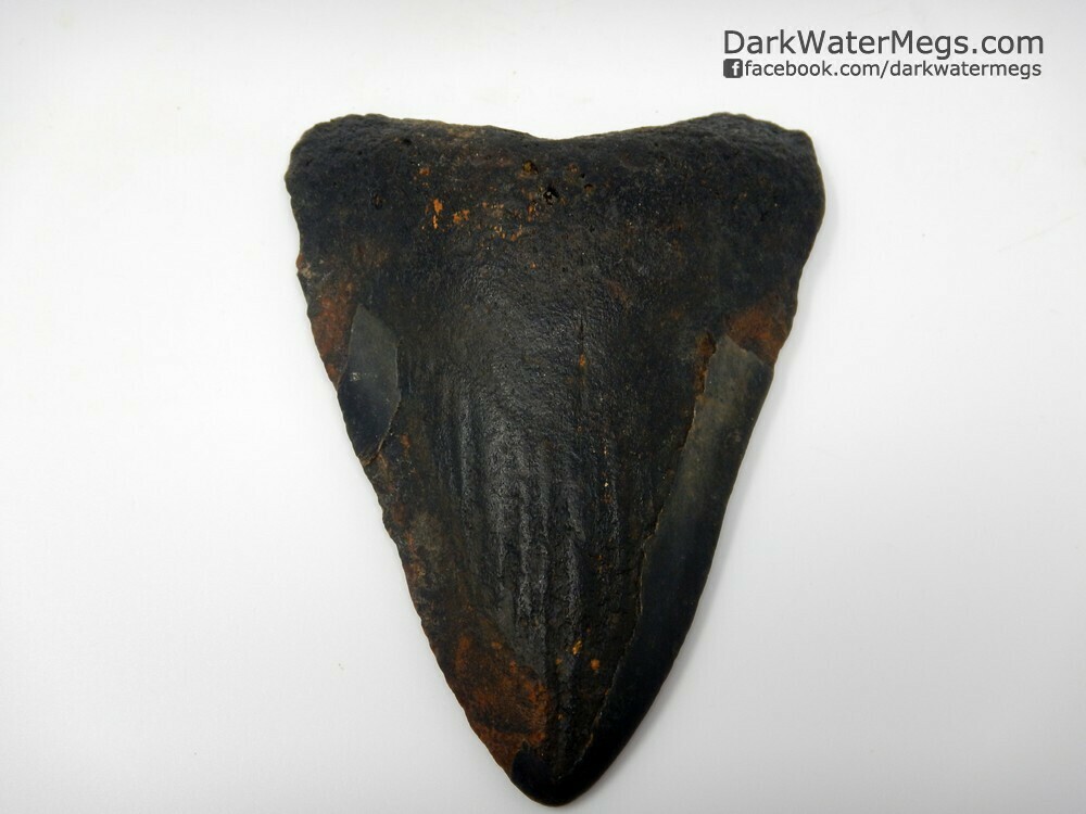 4.77" bargain megalodon tooth